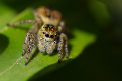 Carrhotus xanthogramma