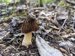 Morchella semilibera