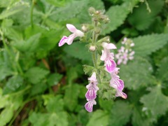 Stachys geobombycis