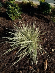 Carex oshimensis