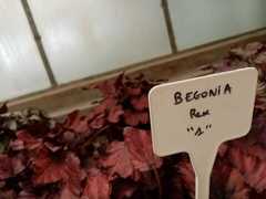 Begonia rex-cultorum