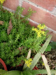 Sedum mexicanum