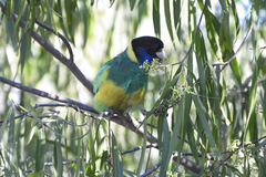 Australian Ringneck photo 6