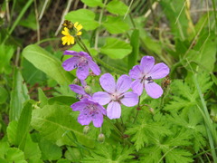 Geranium atlanticum