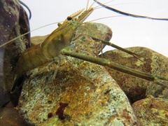 Macrobrachium formosense