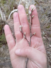 Cotoneaster scandinavicus