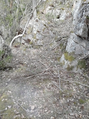 Cotoneaster scandinavicus