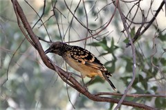 Chlamydera guttata