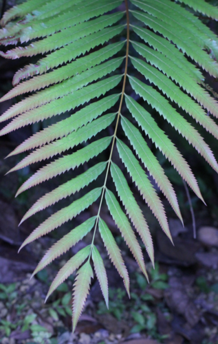 Plenasium banksiifolium
