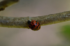 Harmonia axyridis