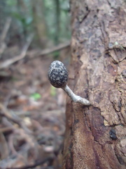 Xylaria fockei