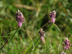 Allium carinatum pulchellum