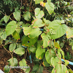 Byttneria grandifolia