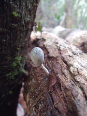 Xylaria fockei