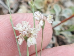 Eriogonum tenellum