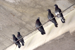 Columba livia domestica