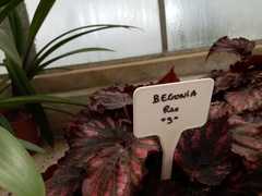 Begonia rex-cultorum