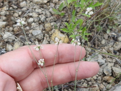 Eriogonum tenellum