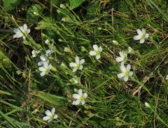 Cherleria capillacea