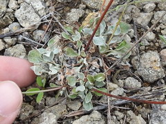 Eriogonum tenellum