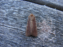 Ichneutica infensa