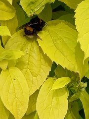 Bombus terrestris