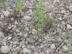 Eriogonum tenellum