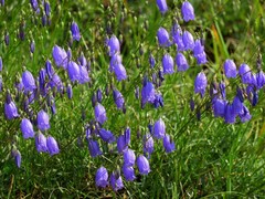 Campanula cespitosa