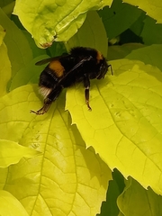 Bombus terrestris
