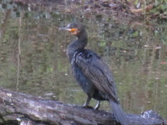 Phalacrocorax carbo