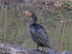 Phalacrocorax carbo