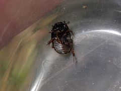 Sphaeridium scarabaeoides