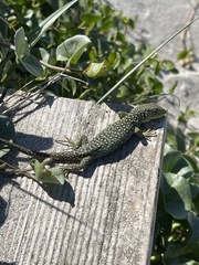 Timon lepidus ibericus