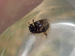 Sphaeridium scarabaeoides