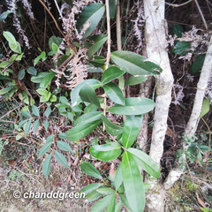Garcinia oblongifolia