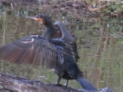 Phalacrocorax carbo