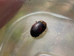 Sphaeridium scarabaeoides