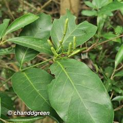 Gnetum luofuense