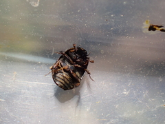 Sphaeridium scarabaeoides