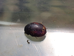 Sphaeridium scarabaeoides