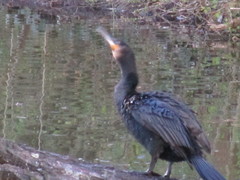 Phalacrocorax carbo