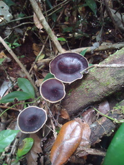 Microporus
