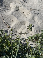 Timon lepidus ibericus