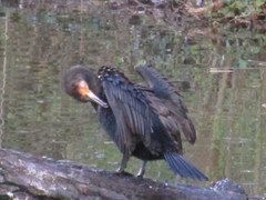 Phalacrocorax carbo
