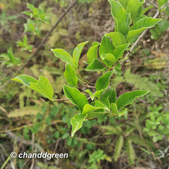Melodinus suaveolens