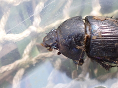 Geotrupes mutator