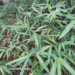 Microstegium ciliatum