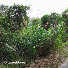 Miscanthus floridulus
