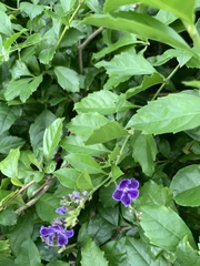 Duranteae