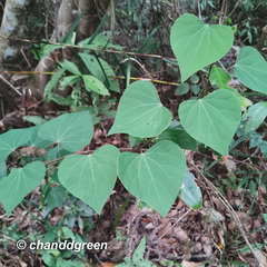 Pericampylus glaucus